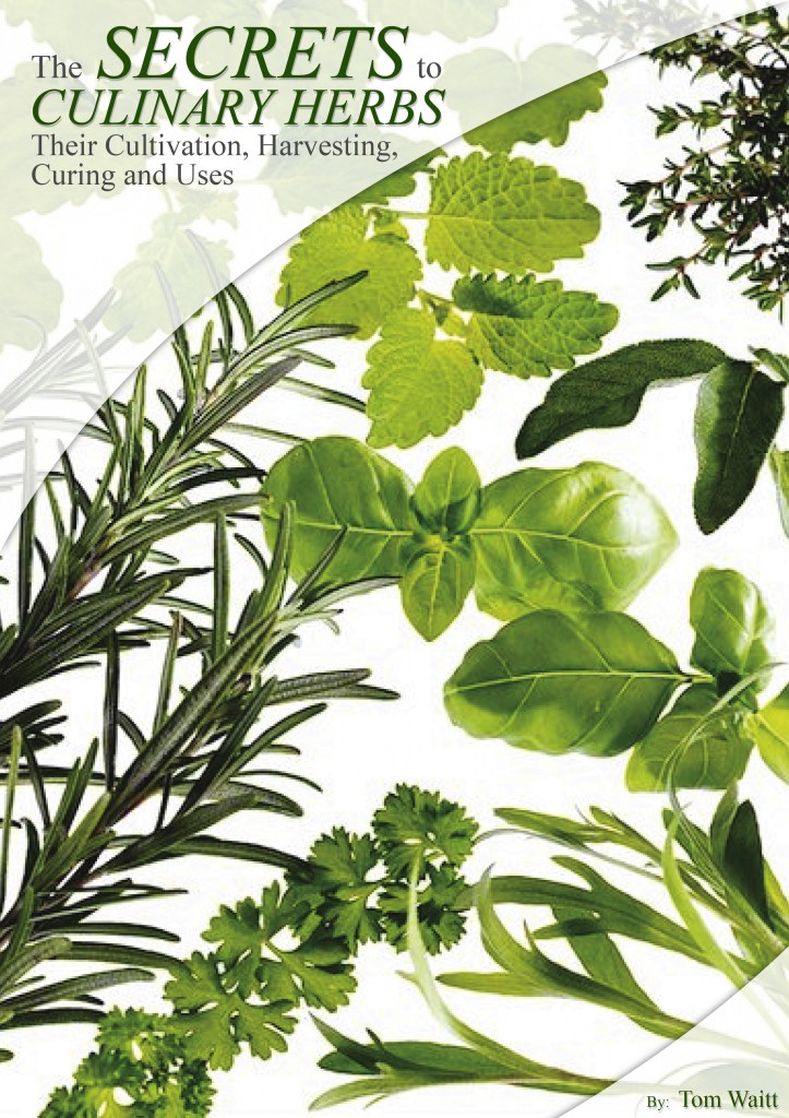 Secrets of Culinary Herbs E-Book