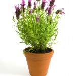 PageLines- lavender.jpg